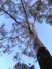 Corymbia tessellaris