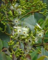 Corymbia torelliana