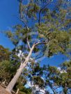 Corymbia variegata