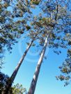 Corymbia variegata