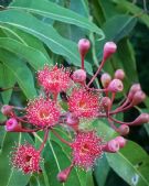 Corymbia Summer Red