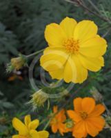 Cosmos sulphureus