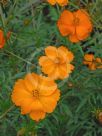 Cosmos sulphureus