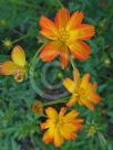 Cosmos sulphureus