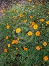 Cosmos sulphureus