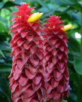 Costus comosus