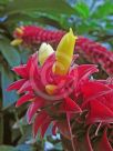 Costus comosus