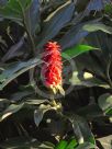 Costus comosus