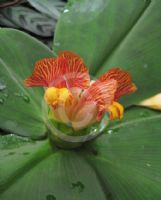 Costus malortieanus