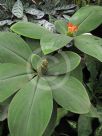 Costus malortieanus