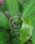 Costus potierae