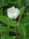 Cheilocostus speciosus