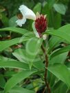 Cheilocostus speciosus