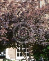 Cotinus coggygria Royal Purple