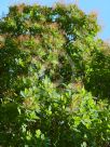 Cotinus obovatus