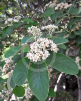 Cotoneaster coriaceus