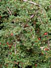 Cotoneaster dammeri