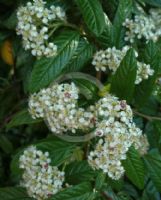 Cotoneaster salicifolius