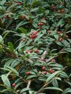 Cotoneaster salicifolius