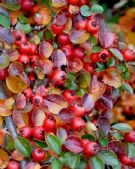 Cotoneaster horizontalis