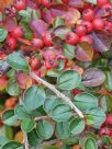 Cotoneaster horizontalis