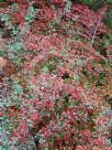 Cotoneaster horizontalis