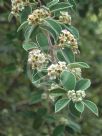 Cotoneaster pannosus