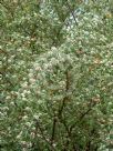 Cotoneaster pannosus