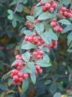 Cotoneaster pannosus