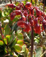 Cotyledon orbiculata orbiculata