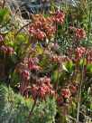 Cotyledon orbiculata orbiculata