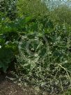 Crambe cordifolia