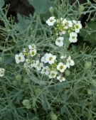 Crambe maritima