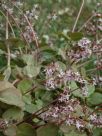 Crassula multicava