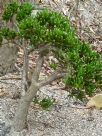 Crassula ovata Gollum