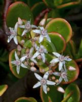 Crassula ovata Hummel's Sunset