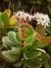 Crassula ovata Hummel's Sunset