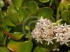 Crassula ovata