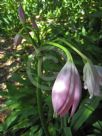 Crinum moorei