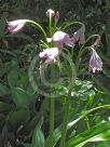 Crinum moorei