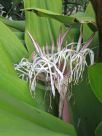 Crinum pedunculatum