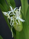 Crinum pedunculatum