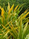 Crinum asiaticum Xanthophyllum