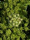 Crithmum maritimum