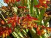 Crocosmia crocosmiiflora