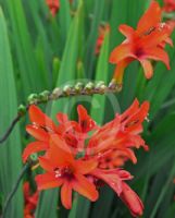 Crocosmia Lucifer