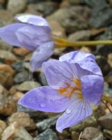 Crocus pulchellus