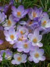 Crocus tommasinianus