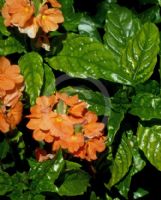 Crossandra infundibuliformis