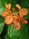 Crossandra infundibuliformis